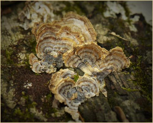 Fungus on Sawnee Moutain