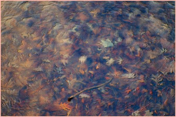Leaves in the shallows