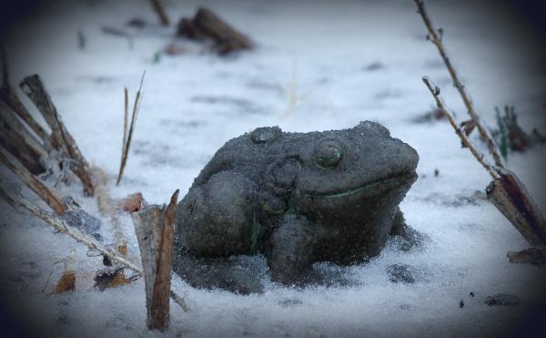 Frog in the snow