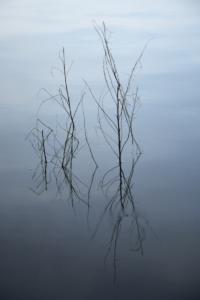 Grasses in the water at Lake Lanier