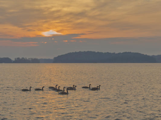 Geese after sunrise