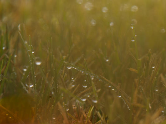 Dewdrops on the lawn, July 27