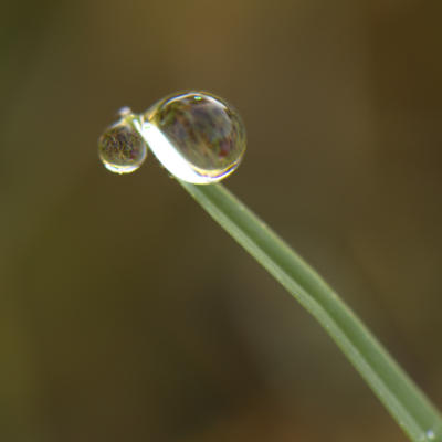 Dewdrops on the lawn