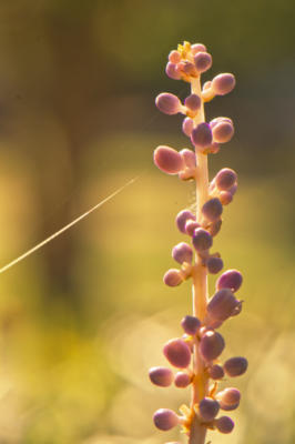 Blooms on decorative grasses