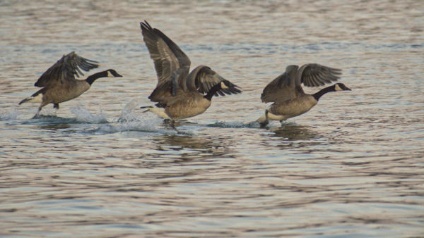 Lake Lanier geese, July 26