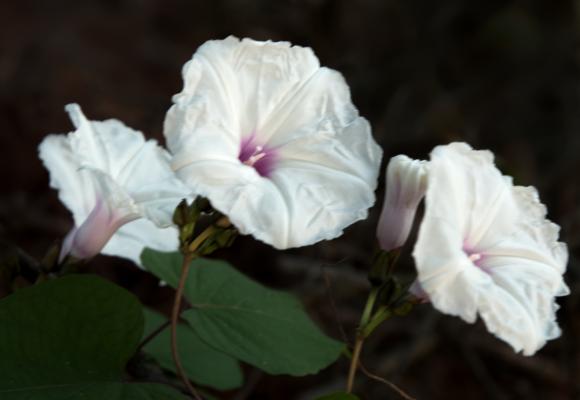 Morning glory blooms at West Bank Park