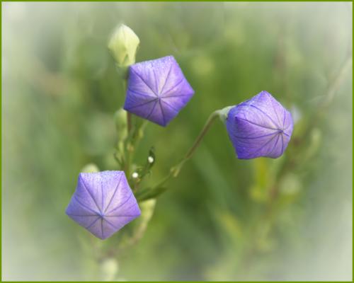 Balloon flowers about to open