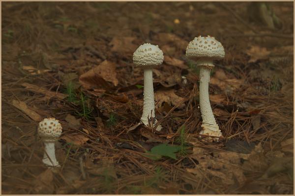 Mushrooms like golf balls at Jones Bridge