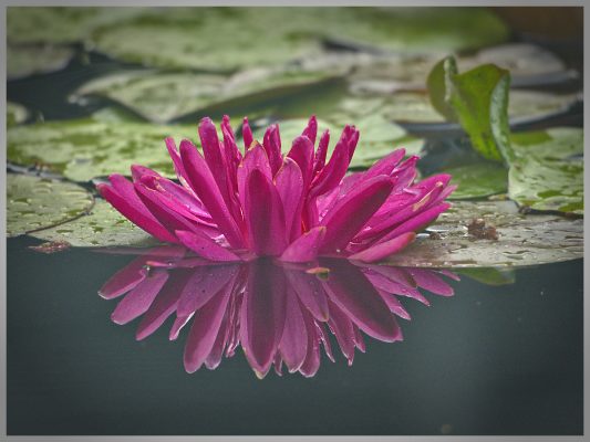Atlanta Botanical Garden at Gainesville, GA