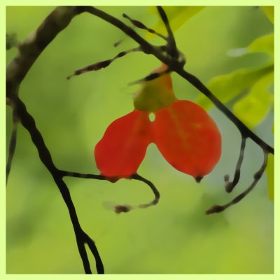 Color leaves
