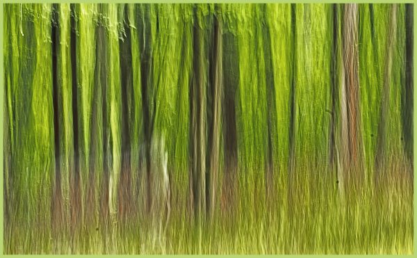 Part of the woods