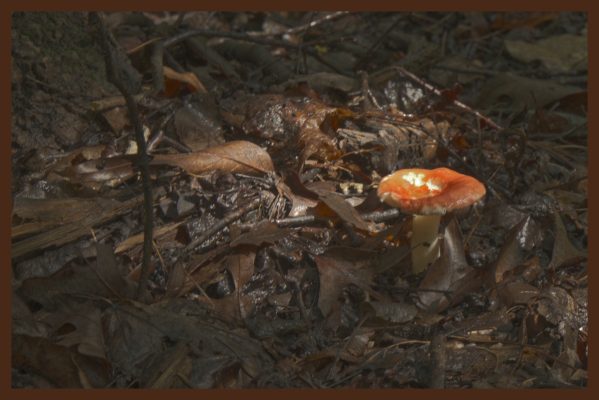 Fungus in the spotlight