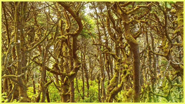 Along the Hobbit Trail north of the Hecrta Head lighthouse in Oregon