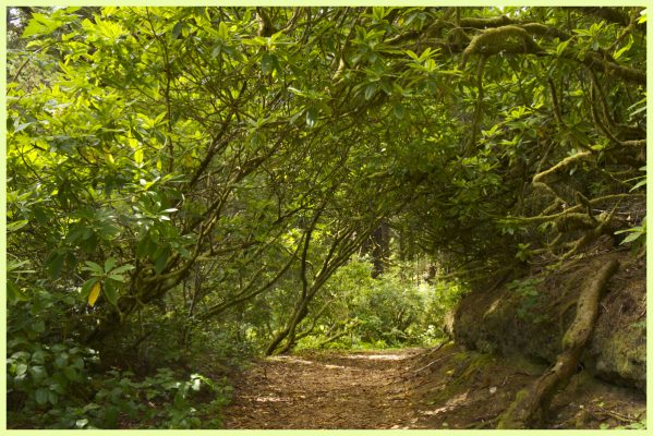 More of the Hobbit Trail