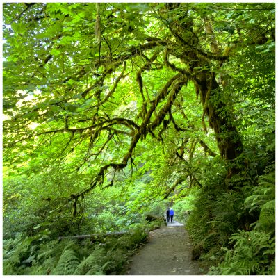 Somewhere along the trail in Silver Falls State Park