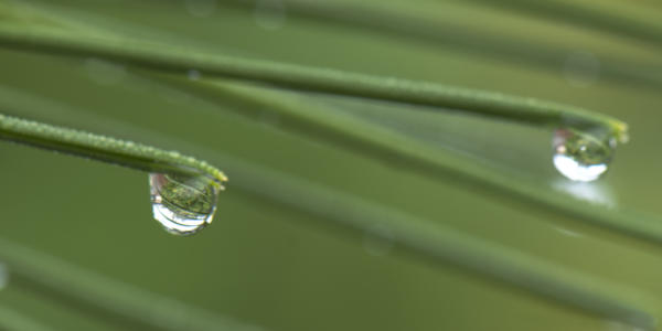 Dewdrops on pine needles