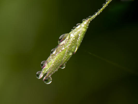 More dewdrops on grasses