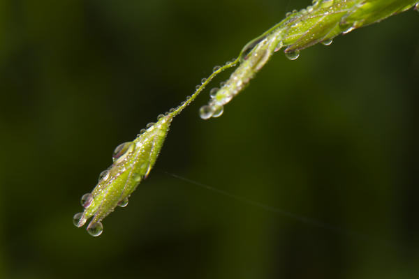 Dewdrops on grasses