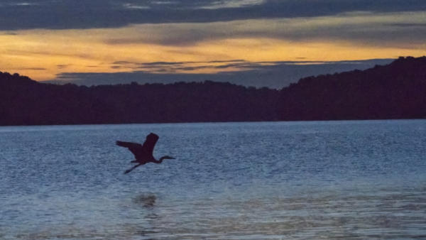 And the heron takes flight