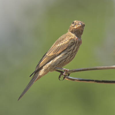 On the neighbor's feeder in June