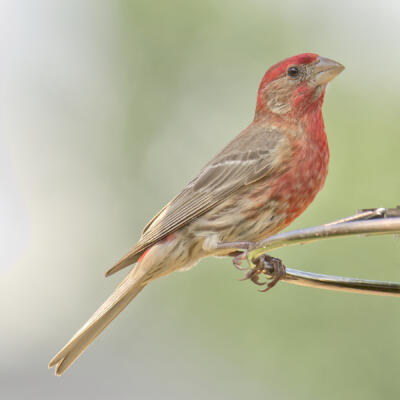 House finch, the best shot