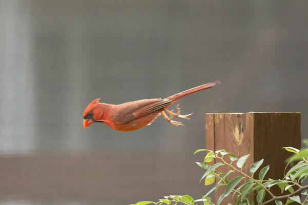Cardinal leaving for the nest