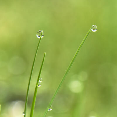 Raindrops on grasses