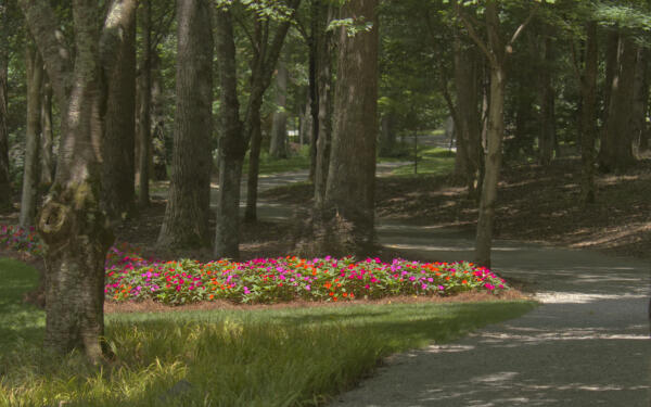 Flowerbed along the path