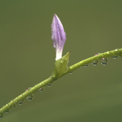 Hosta bloom with raindrops