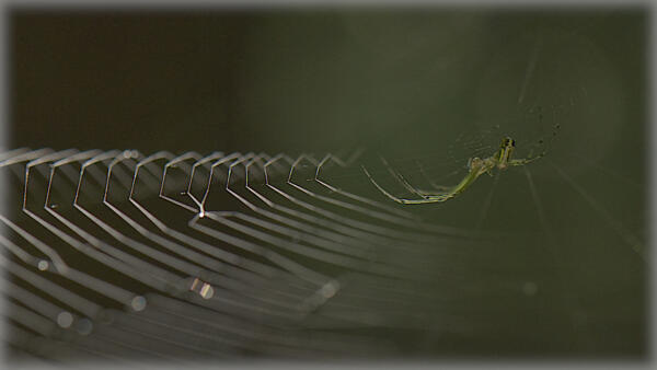 Spiderweb along the trail