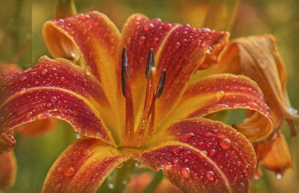 Varigated daylilies 