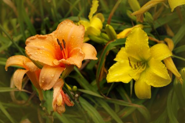 A pair of daylilies