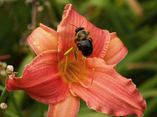 Bug on a bloom