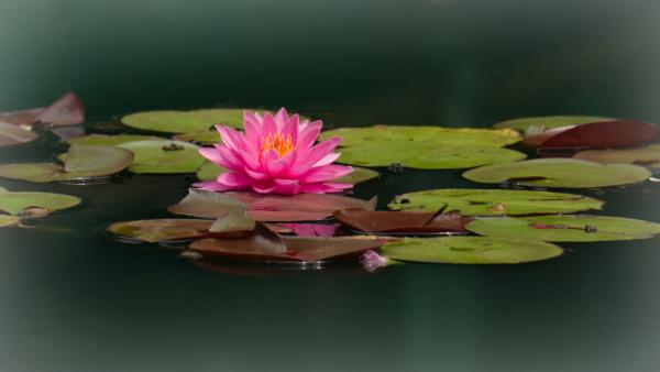 At the waterlily ponds