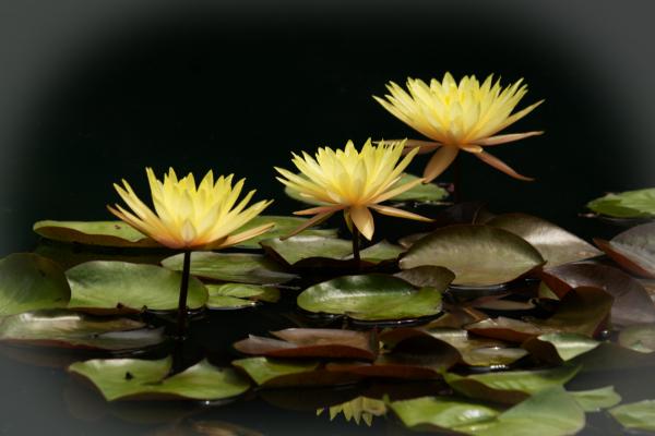 At the waterlily ponds
