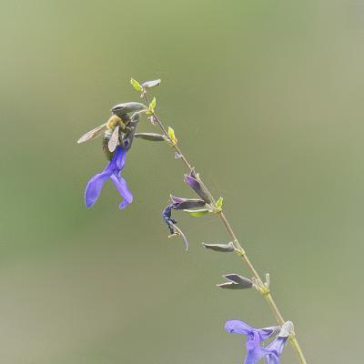 Bug on a bloom