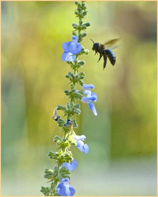 Bee on the blue sage