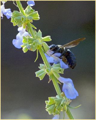 Bee on the blue sage