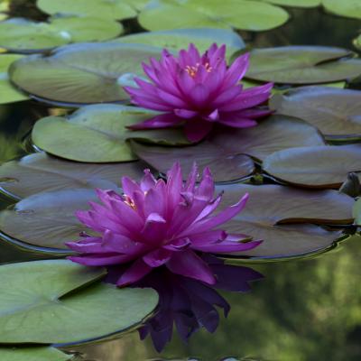 Waterlily blooms