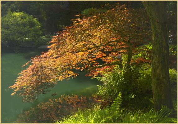 In the Japanese Garden