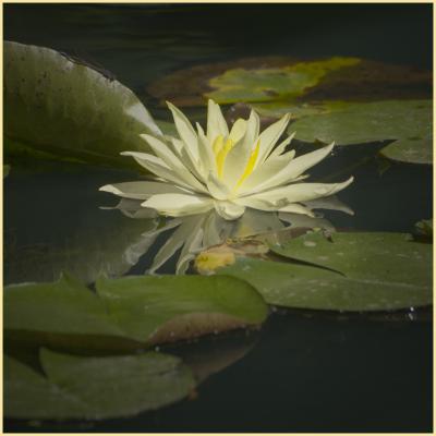 Waterlily bloom