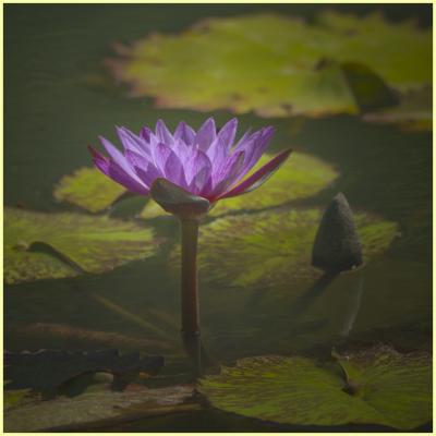 Waterlily blooms