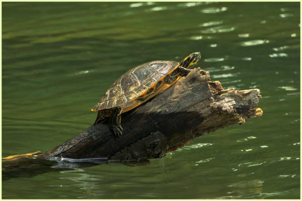 Turtle sunning at Lake Lanier
