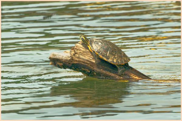 Same turtle, different view