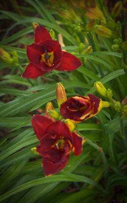 A neighbor's daylilies