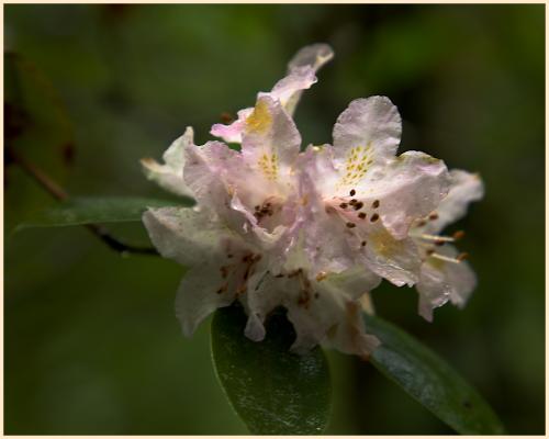 Azalea bloom along Crow Creek