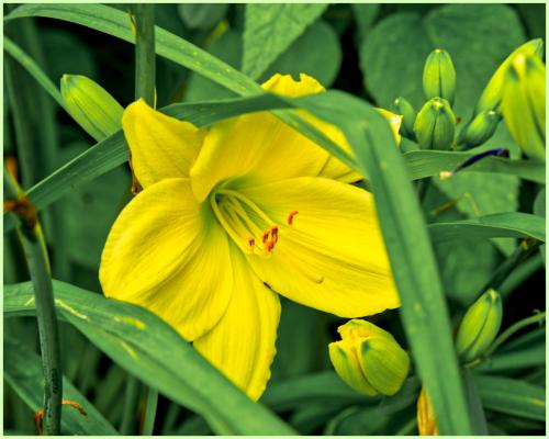 A neighbor's daylily
