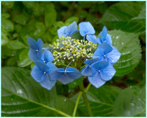 Bloom in the neighborhood