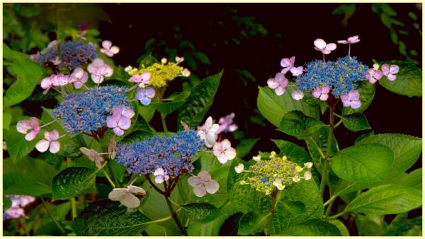 More neighborhood blooms