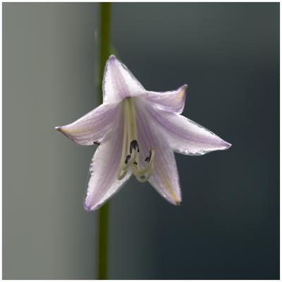 Hosta bloom in the backyard